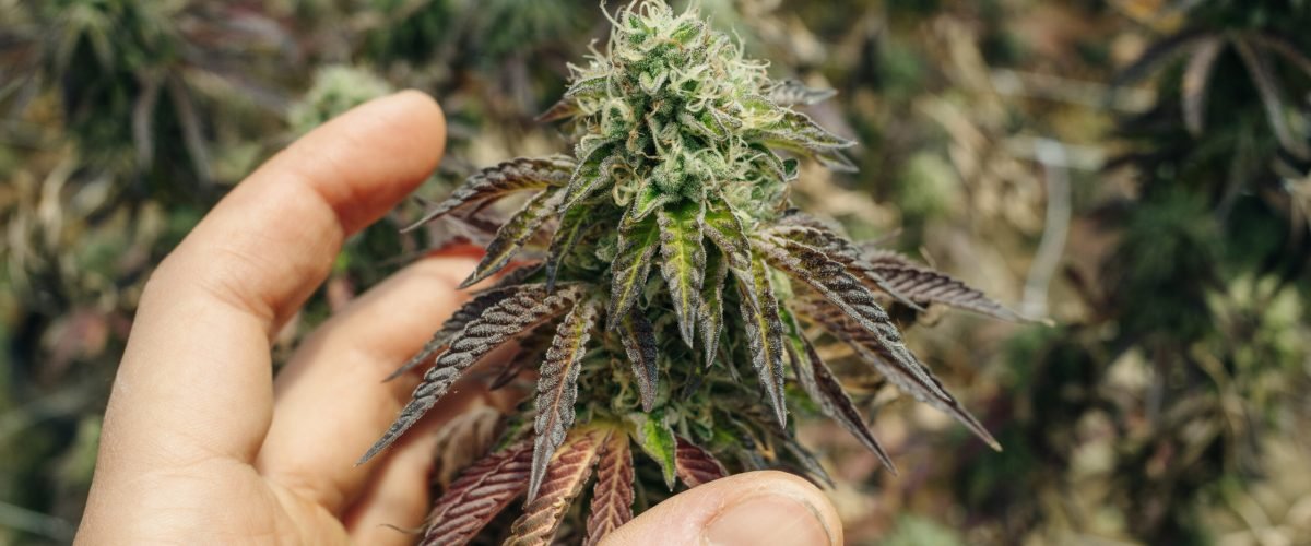 Cultivar marihuana